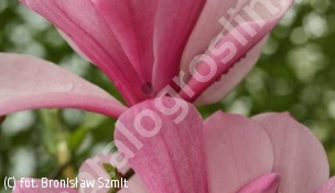 magnolia 'Galaxy' - Magnolia 'Galaxy' 