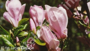 magnolia 'George Henry Kern' - Magnolia 'George Henry Kern' 
