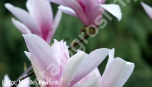 magnolia 'George Henry Kern' - Magnolia 'George Henry Kern' 