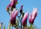 magnolia 'Heaven Scent' - Magnolia 'Heaven Scent' 
