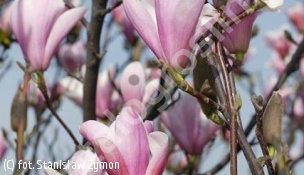 magnolia 'Heaven Scent' - Magnolia 'Heaven Scent' 