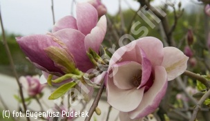 magnolia 'Jane' - Magnolia 'Jane' 