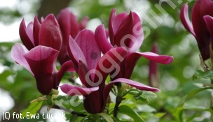 magnolia purpurowa 'Nigra' - Magnolia liliiflora 'Nigra' 