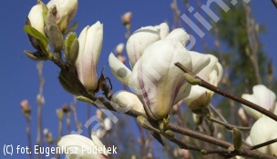 magnolia 'Manchu Fan' - Magnolia 'Manchu Fan' 
