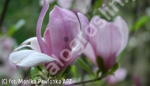 magnolia 'Pinkie' - Magnolia 'Pinkie' 