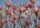 magnolia 'Ricki' - Magnolia 'Ricki' 