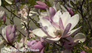 magnolia 'Ricki' - Magnolia 'Ricki' 