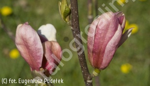 magnolia 'Royal Crown' - Magnolia 'Royal Crown' 