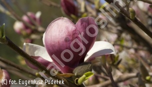 magnolia 'Sentinel' - Magnolia 'Sentinel' 