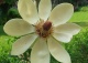 magnolia Siebolda - Magnolia sieboldii 