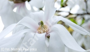 magnolia gwiaździsta - Magnolia stellata 