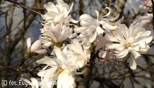 magnolia gwiaździsta 'Dr Massey' - Magnolia stellata 'Dr Massey' 