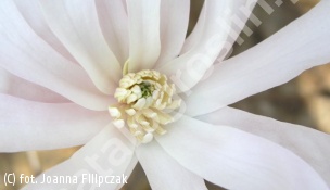 magnolia gwiaździsta 'Rosea' - Magnolia stellata 'Rosea' 