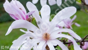 magnolia gwiaździsta 'Rosea' - Magnolia stellata 'Rosea' 