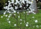 magnolia gwiaździsta 'Royal Star' - Magnolia stellata 'Royal Star' 