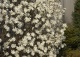 magnolia gwiaździsta 'Royal Star' - Magnolia stellata 'Royal Star' 