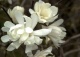 magnolia gwiaździsta 'Waterlily' - Magnolia stellata 'Waterlily' 