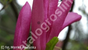 magnolia 'Susan' - Magnolia 'Susan' 