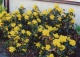 mahonia pospolita 'Apollo' - Mahonia aquifolium 'Apollo' 