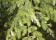 metasekwoja chińska 'White Spot' - Metasequoia glyptostroboides 'White Spot' 