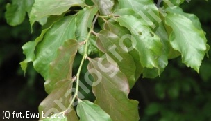 parrocja perska - Parrotia persica 