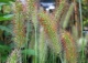 rozplenica japońska - Pennisetum alopecuroides 