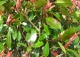 głogownik Frasera 'Red Robin' - Photinia ×fraseri 'Red Robin' 
