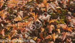 pęcherznica kalinolistna DIABLE D'OR 'Mindia' - Physocarpus opulifolius DIABLE D'OR 'Mindia' PBR