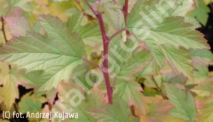 pęcherznica kalinolistna 'Nugget' - Physocarpus opulifolius 'Nugget' 