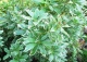 pieris japoński 'Little Heath' - Pieris japonica 'Little Heath' 