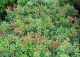 pieris japoński 'Little Heath' - Pieris japonica 'Little Heath' 