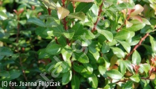 pieris japoński 'Little Heath Green' - Pieris japonica 'Little Heath Green' 