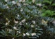 pieris japoński 'Nocturne' - Pieris japonica 'Nocturne' 