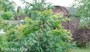 świerk pospolity - Picea abies 
