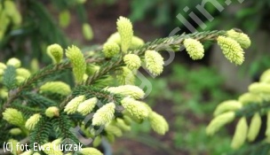 świerk pospolity 'Argenteospica' - Picea abies 'Argenteospica' 