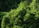 świerk pospolity 'Barryi' - Picea abies 'Barryi' 