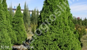 świerk pospolity 'Conica' - Picea abies 'Conica' 
