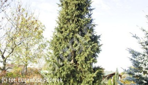 świerk pospolity 'Cupressina' - Picea abies 'Cupressina' 