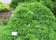 świerk pospolity 'Echiniformis' - Picea abies 'Echiniformis' 