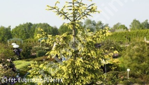 świerk pospolity 'Finedonensis' - Picea abies 'Finedonensis' 