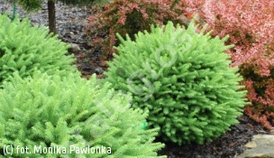 świerk pospolity 'Goblin' - Picea abies 'Goblin' 