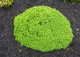 świerk pospolity 'Little Gem' - Picea abies 'Little Gem' 