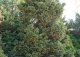 świerk pospolity 'Procumbens' - Picea abies 'Procumbens' 