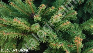 świerk pospolity 'Pygmaea' - Picea abies 'Pygmaea' 