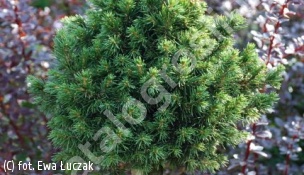 świerk pospolity 'Tompa' - Picea abies 'Tompa' 