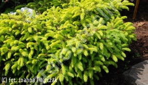 świerk pospolity ‘Vermont Gold’ - Picea abies 'Vermont Gold' 