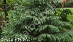 świerk Engelmanna - Picea engelmannii 