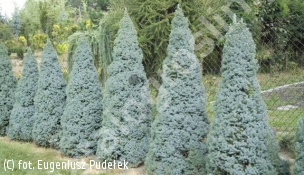 świerk biały 'Blue Wonder' - Picea glauca 'Blue Wonder' 