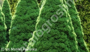świerk biały 'Conica' - Picea glauca 'Conica' 