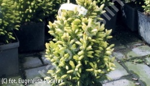 świerk biały 'Conica Maigold' - Picea glauca 'Conica Maigold' 